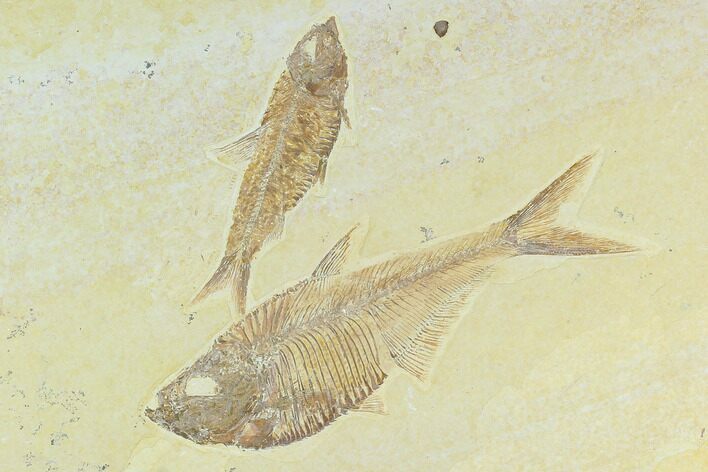 Diplomystus With Knightia Fossil Fish - Green River Formation #130221
